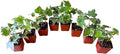 Variegated English Ivy Live Indoor House Plants, White and Green, 2 Inch Pots, Set of 8