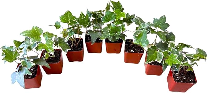 Variegated English Ivy Live Indoor House Plants, White and Green, 2 Inch Pots, Set of 8