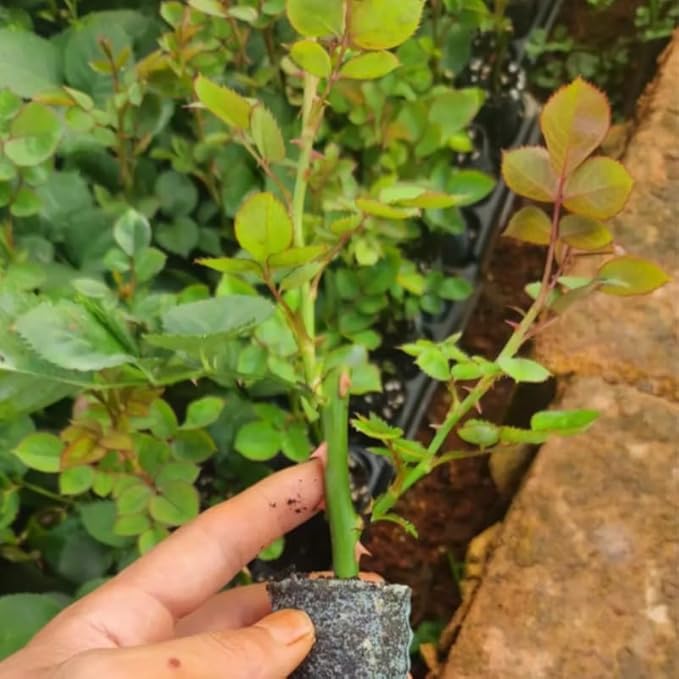Multi-Colors Climbing Roses Live Plants 7 Months Old, Rose Bushes Ready to Plant 5-9" Tall, Very Fragrant, Can Grow As Climber or Bush Tree or Trellises, Walls, Fences