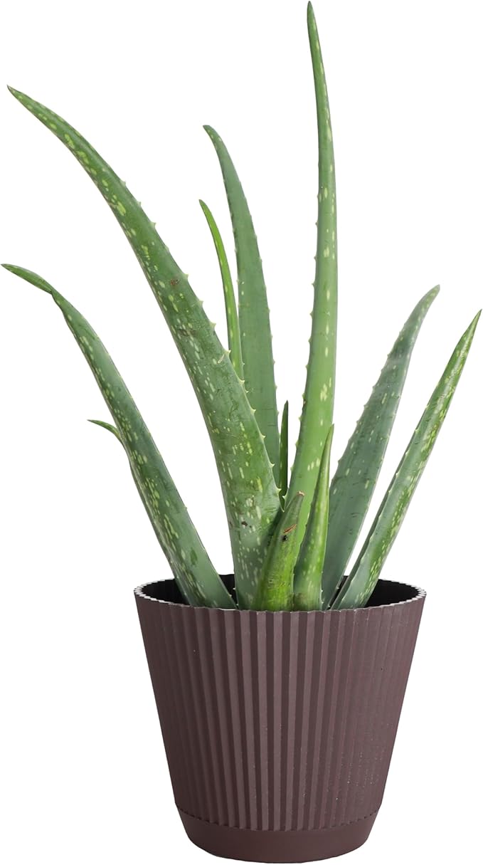 Thorsen's Greenhouse Aloe Vera, Live Indoor Plant, Aloe barbadensis, Easy to Grow, Succulent, Natural Air Purifier, 6" Diameter Pot (Chocolate)