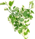 Pothos N'Joy (4" Grower Pot) - Low Light and Healthy Houseplant - Easy to Care Indoor Houseplant