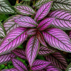 Persian Shield Live Plants | Pack of 2 (Two) | 5-9 Inch Strobilanthes Dyerianus | Royal Purple | Iridescent Metallic Foliage for Shade Garden or Indoor Houseplant