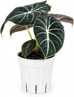 Alocasia Black Velvet Live Plant, Indoor Houseplant, Alocasia Plants Live Houseplants, Live Plants Gift, House Plant with Velvety Petals