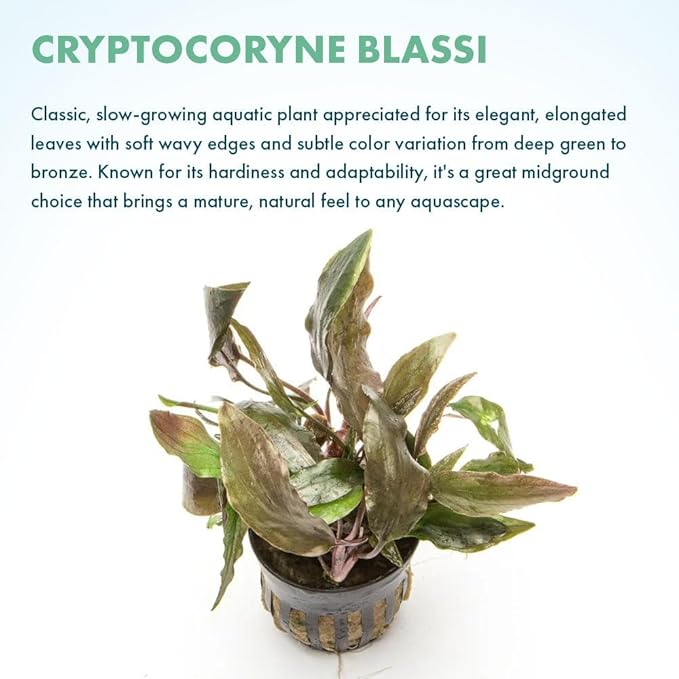 SubstrateSource Live Plants - Cryptocoryne Blassii (Cryptocoryne blassii) - Low to Medium Light, Bronze-Green Accent for Midground to Background Freshwater Aquarium Aquascaping - Pot