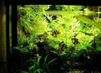 x1 Water Sprite Lace Leaf Live Aquarium Plant
