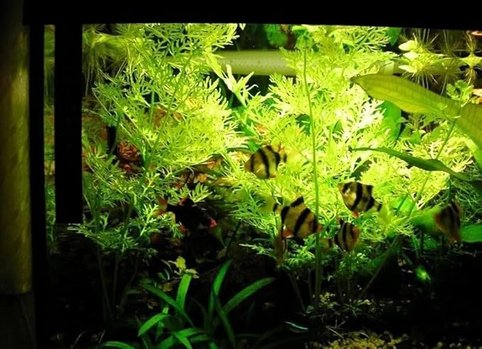 x1 Water Sprite Lace Leaf Live Aquarium Plant