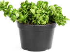 Hoya Rope Plant (6 inch) - Pet-Friendly Houseplants - Attractive Indoor Plants, Easy to Grow, Pet Safe Plants for Cats & Dogs, Ideal for Home Decor, Office & Gift
