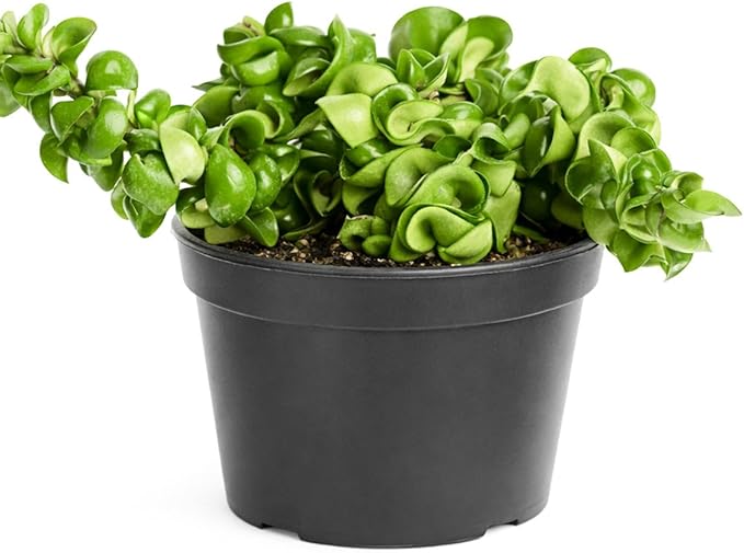 Hoya Rope Plant (6 inch) - Pet-Friendly Houseplants - Attractive Indoor Plants, Easy to Grow, Pet Safe Plants for Cats & Dogs, Ideal for Home Decor, Office & Gift