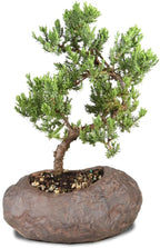 Brussel's Bonsai Live Green Mound Juniper Bonsai Tree - Medium, 5 Year, 6 to 10 Inches - Outdoor Bonsai Tree Live with Rock Bonsai Pot