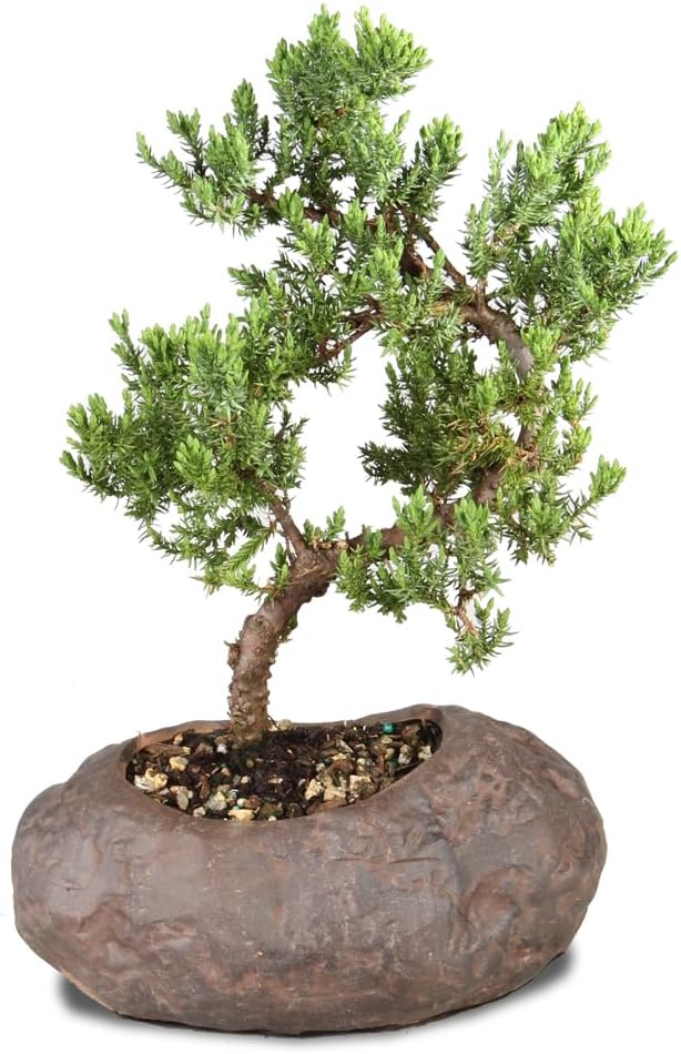 Brussel's Bonsai Live Green Mound Juniper Bonsai Tree - Medium, 5 Year, 6 to 10 Inches - Outdoor Bonsai Tree Live with Rock Bonsai Pot