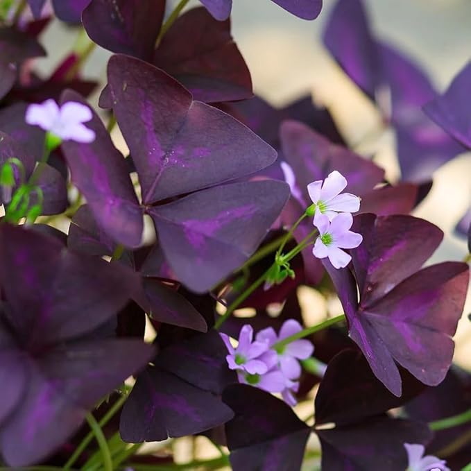 12+ Purple Oxalis Triangularis Bulb Flowers for Planting Indoors or Outdoors-Shamrocks Bulbs Good Luck Plant
