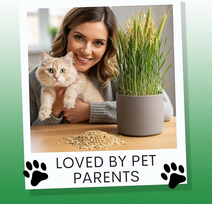 Cat Grass Seeds for Growing | 4 Way Blend, Rye, Wheat, Oats and Barley | Made in USA, Ships from Iowa. (1 Pound)