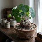 Stephania Erecta Bulb Style Plant in 3.5 – 4" Inch Pot | Stephania Cephalantha Live Caudex | Easy Indoor Growing | Decorative Addition to Home & Office | Ideal for Unique Plant Gifts