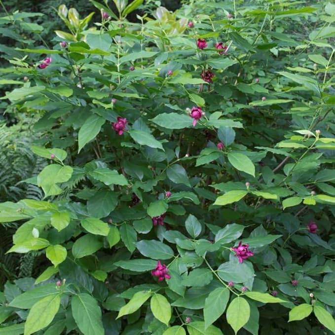 Sweet Shrub Live Plant, 12-18 Inch Tall in 4" Pot, Calycanthus Floridus Fragrant Flowering Shrub, Vigorous Growth Habit Plant