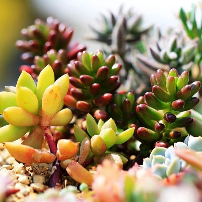 Succulents Mix Rare Plant Exotic Cactus Flower Succulents 200 Seeds