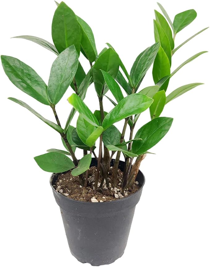 ZZ Plant (4" Grower Pot) - Low Light and Healthy Houseplant - Easy to Care, Easy to Grow Plants for Beginners - Live Healthy Houseplant for Home Office Decoration - Air-Purifying Indoor Plant