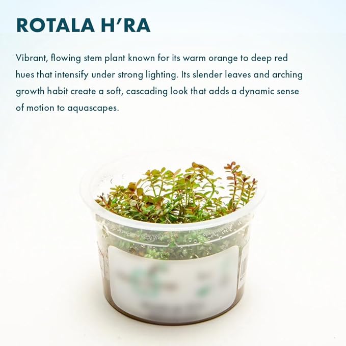 SubstrateSource Live Plant - Rotala H'ra Tissue Culture Aquatic Live Aquarium Plant - 100% Snail Free in Vitro Cup (Rotala H'ra)