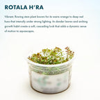 SubstrateSource Live Plant - Rotala H'ra Tissue Culture Aquatic Live Aquarium Plant - 100% Snail Free in Vitro Cup (Rotala H'ra)