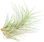 Light Blue Colorful Tillandsia Air Plants -Long Lasting Color Enhanced Live Tillandsia Succulent House Plants - Home and Garden Decor -Easy Care Indoor/Outdoor Plants (Funckiana, Pack of 3)