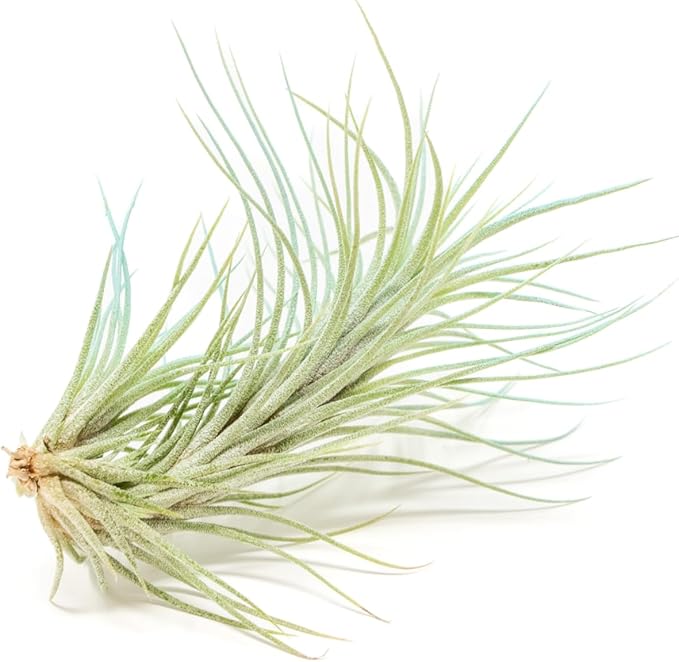 Light Blue Colorful Tillandsia Air Plants -Long Lasting Color Enhanced Live Tillandsia Succulent House Plants - Home and Garden Decor -Easy Care Indoor/Outdoor Plants (Funckiana, Single)