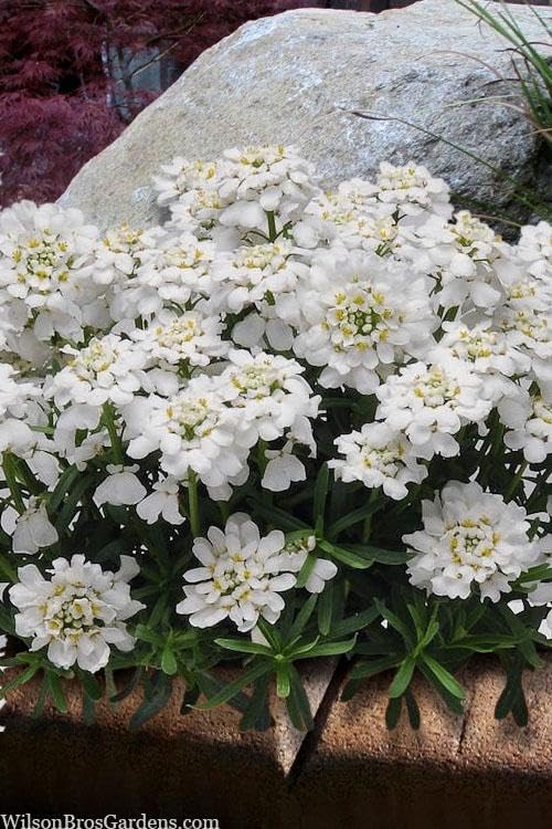 RedCrocus White Out Candytuft | Evergreen Perennial for Borders, Rock Gardens & Containers | Drought Tolerant, Non-Toxic & Pet Safe | Spring Bloom | Full Sun 1 Gallon (Pack of 15)