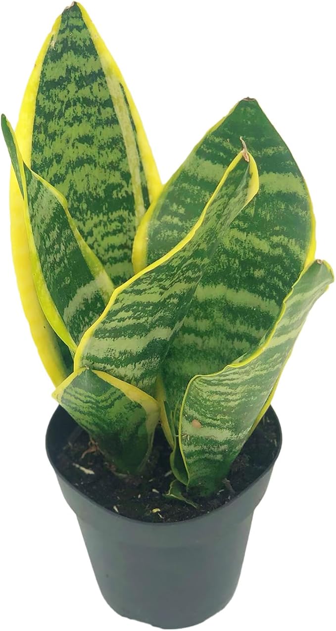 Live Snake Plant – Sansevieria Superba Trifasciata – ragnaroc Tropical Plant in 4” Pot +6” Plant Height, Indoor House Plant in Pot, Potted Succulent Plant