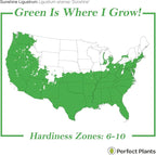Perfect Plants Sunshine Ligustrum Shrub 3 Gallon | Live Plant Perfect for Southern Climates | Bright Yellow Foliage | Dwarf Shrubs for Landscaping
