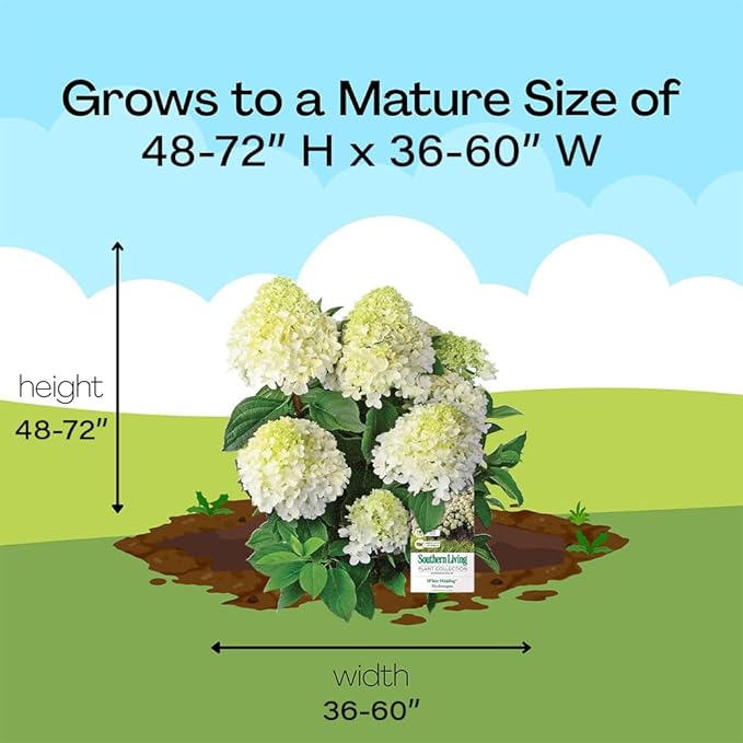2 Gallon Southern Living Hydrangea White Wedding Shrub