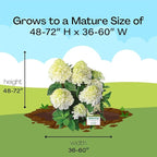 2 Gallon Southern Living Hydrangea White Wedding Shrub