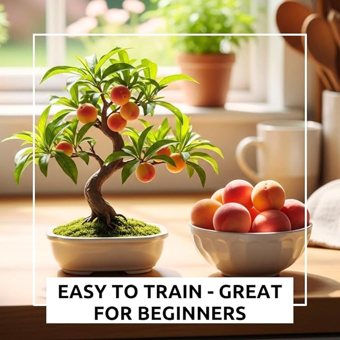 Bonsai Peach Tree Seeds – 2 Large Seeds for Miniature Fruit-Bearing Trees – Easy to Grow, Hardy, Produces Sweet Peaches - Great for Beginner Bonsai - Ideal for Home Garden