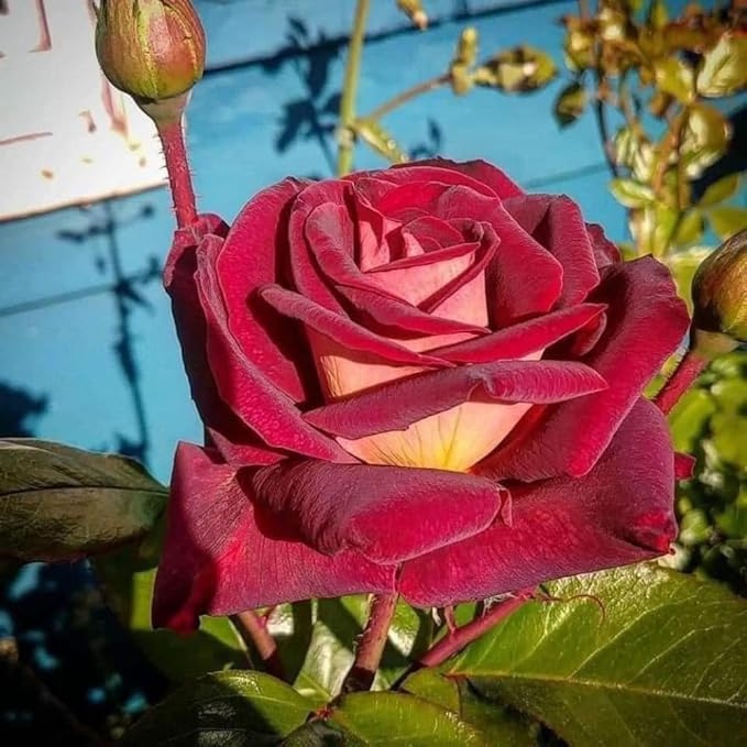 Rose Live Plant, Roses Flower Plant, Fragrant Flower for Planting, 4-6 Inches Tall, Bush Shrub Plants, Well Rooted, Ready to Grow (Deep Red Rose)