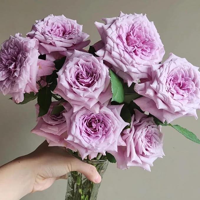 30+ Colin Craven Rose Seeds Fragrant Perennial Purple Bloom English Garden Rose Rare Hardy Flower