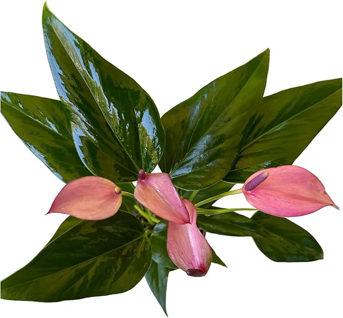 Anthurium (12"-14" Tall) Unique and Gorgeous Live Indoor Plant, Easy Care and Easy to Grow, Bloom Plant, 4 inch Pot (Zizou Purple)