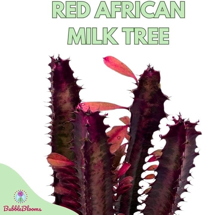 BubbleBlooms Red African Milk Tree in a 6 inch Pot Euphorbia Trigona, All red