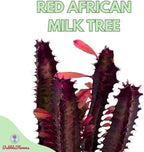 BubbleBlooms Red African Milk Tree in a 6 inch Pot Euphorbia Trigona, All red