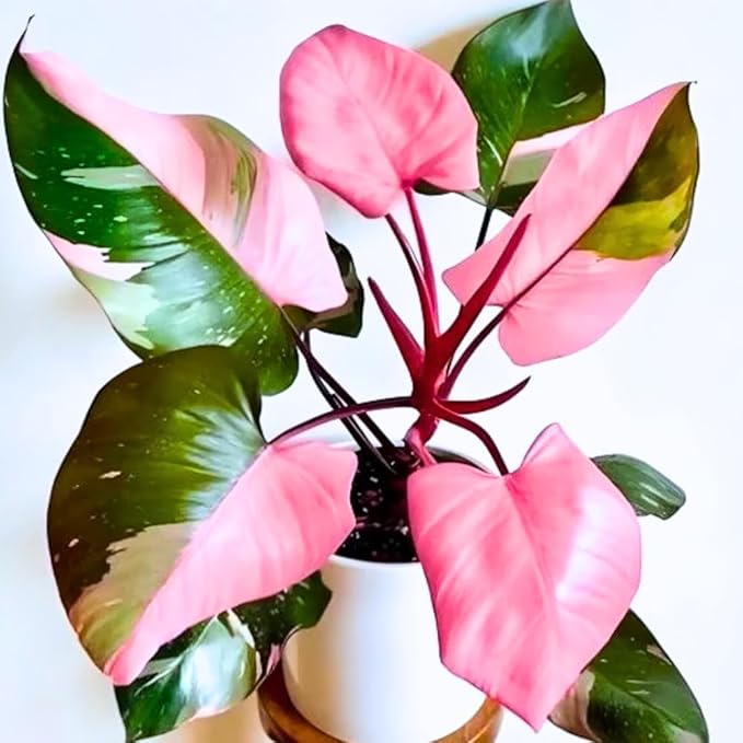 Philodendron Plant, Rare Tropical Variegated Live Indoor Houseplant, 5-8" Tall, No Pot (Pink Philodendron Plant)