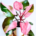 Philodendron Plant, Rare Tropical Variegated Live Indoor Houseplant, 5-8" Tall, No Pot (Pink Philodendron Plant)