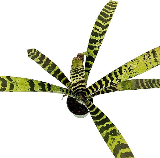 ragnaroc Live Plants – Bromeliad Vrisea Splenriet, 4-8" in 4" Pot - 1ct - Live Arrival Guaranteed - House Plants for Home Decor & Gift