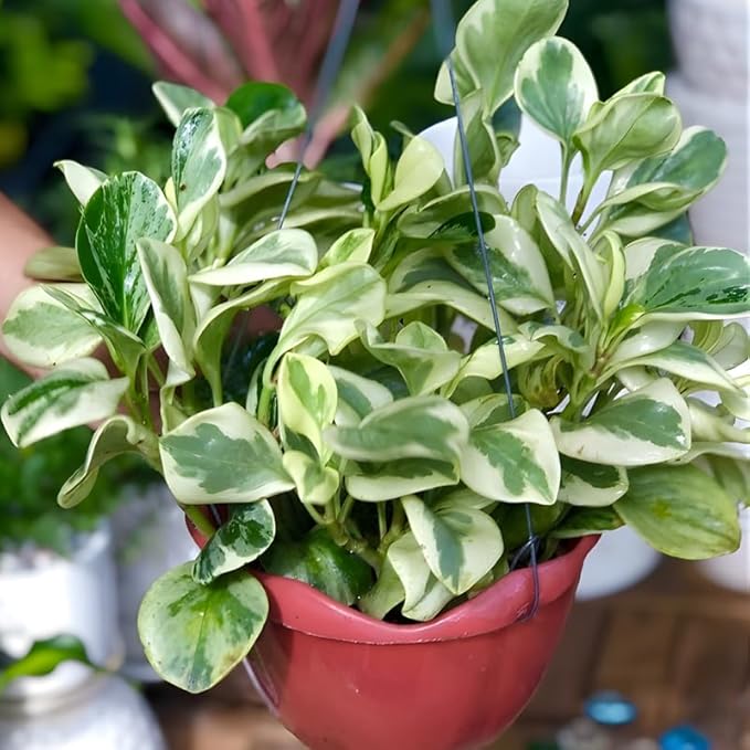 Peperomia Live Plant, Peperomia Obtusifolia Variegated, Baby Rubber Houseplant in 4'' Inch Pot, Easy Indoor Rubber Plant Live for Shelves, Desks & Small Spaces
