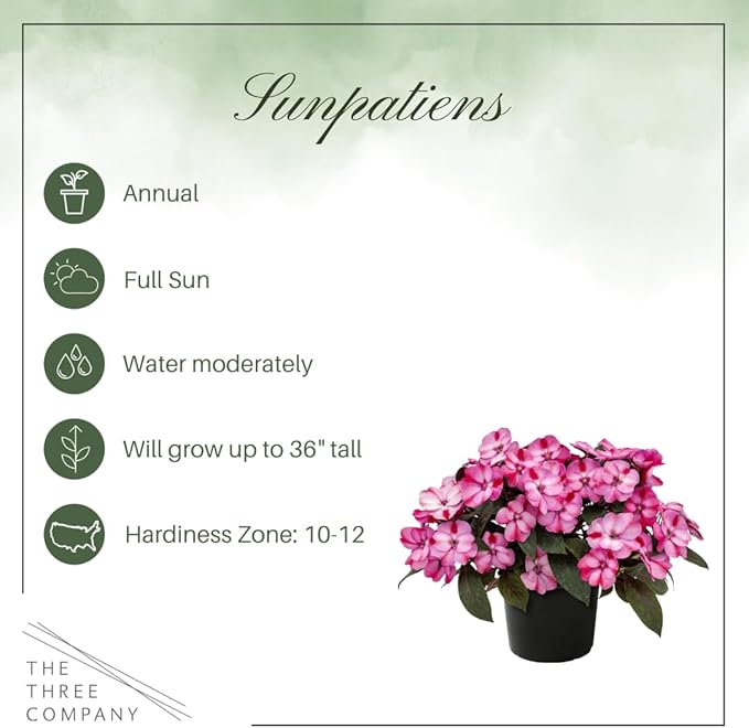 Live Flowering Sunpatiens - Red and Pink Bicolor (2 Plants Per Pack), Beautiful Annual Summer Color, 10" Tall by 6" Wide in 1 Quart Pot