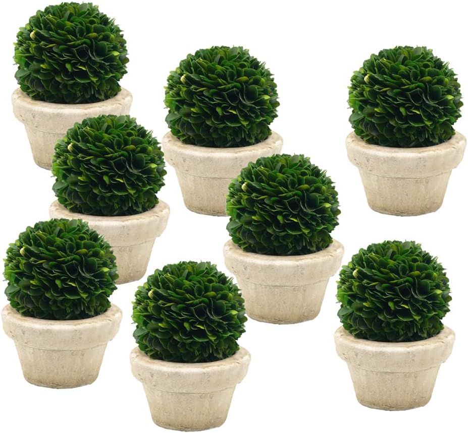 Serene Spaces Living Set of 12 Preserved Boxwood Ball with Small Pot – Boxwood in Planters, Preserved Plant for Boxwood Table Decor, Boxwood Centerpiece, Measures 5.5" Tall & 4" Diameter