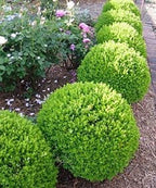 True Dwarf English Boxwood (Buxus) - Starter Plant (7m) (1 Live Plant)