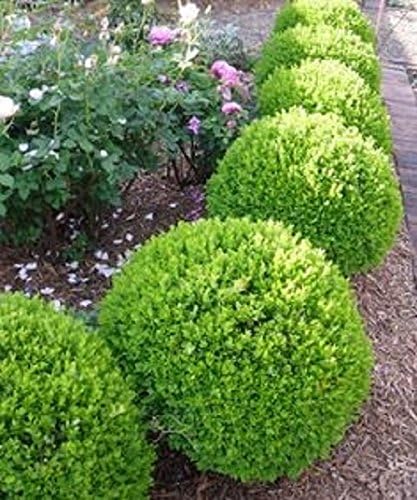 True Dwarf English Boxwood (Buxus) - Starter Plant (7m) (1 Live Plant)