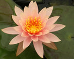 Live Hardy Water Lily Tubers Rhizomes Bulb Seed Nymphaea Aquatic Pond Plants Water Gardens Pre-Grown Flower in White Pink Red Yellow Orange Blue Purple (1, Cuts Asst Hardy Lily)