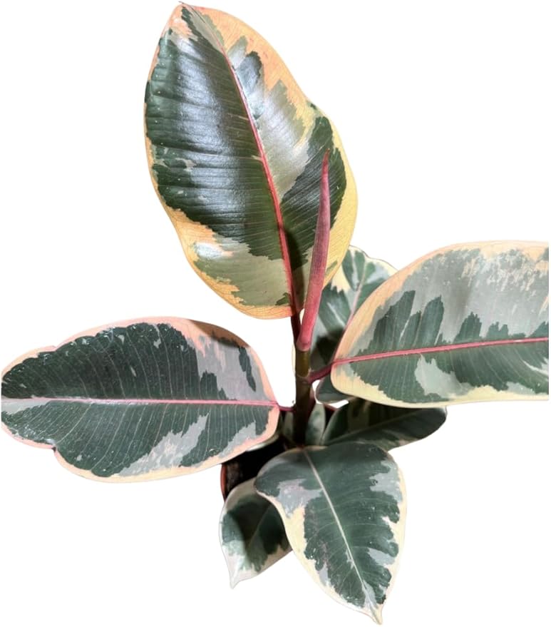 Variegated Ficus Elastica Tineke Rubber Plant in 4 inch Pot, Air Purifier Live Plant, Tropical Easy Care Houseplant, Office Gift Plant, Low Light Indoor Plant