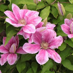 Pink White Clematis Vine Live Plant Clematis Flower Perennial Starter Plant in 2.5 Inches Pot