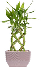 Costa Farms Lucky Bamboo Plant, Easy to Grow Live Houseplant in Indoor Bamboo Pot, Potting Mix, Grower's Choice, Birthday Gift, Home, Office, Plant Shelf Zen Room Decor, 12-Inches Tall