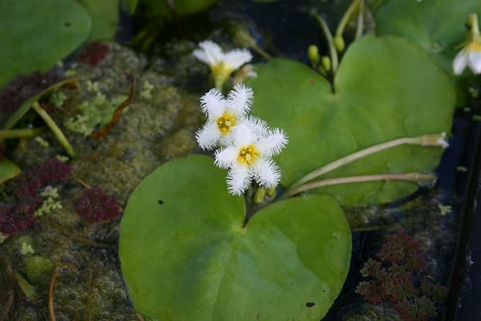 White Snowflake | Surface Pond Plants - Easy Water Garden Plants
