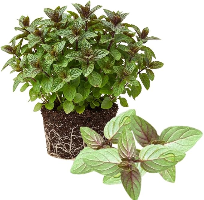 Sets 3 Random Mint Plants Live Fast Growing for Spring Planting, Fragrant Culinary Herb Mint for Indoor Outdoor Gardening, Cold Hardy