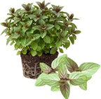Sets 3 Random Mint Plants Live Fast Growing for Spring Planting, Fragrant Culinary Herb Mint for Indoor Outdoor Gardening, Cold Hardy